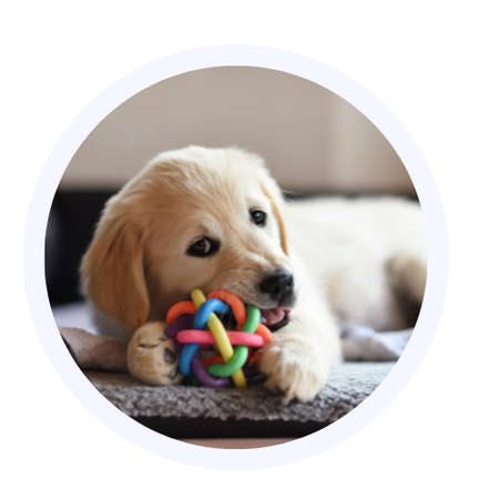 Brinquedos e Atividades