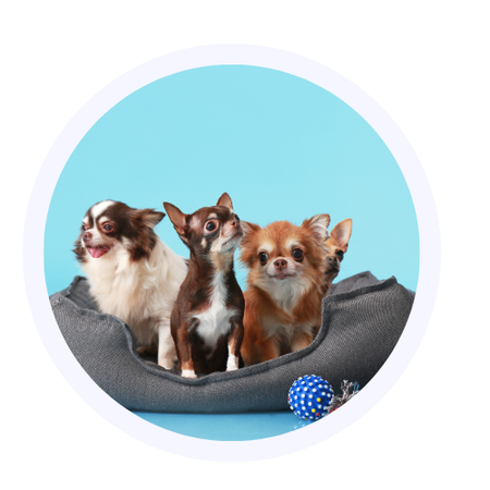 Acessórios e Conforto