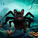 Fantasia Aranha | para Cachorro e Gato